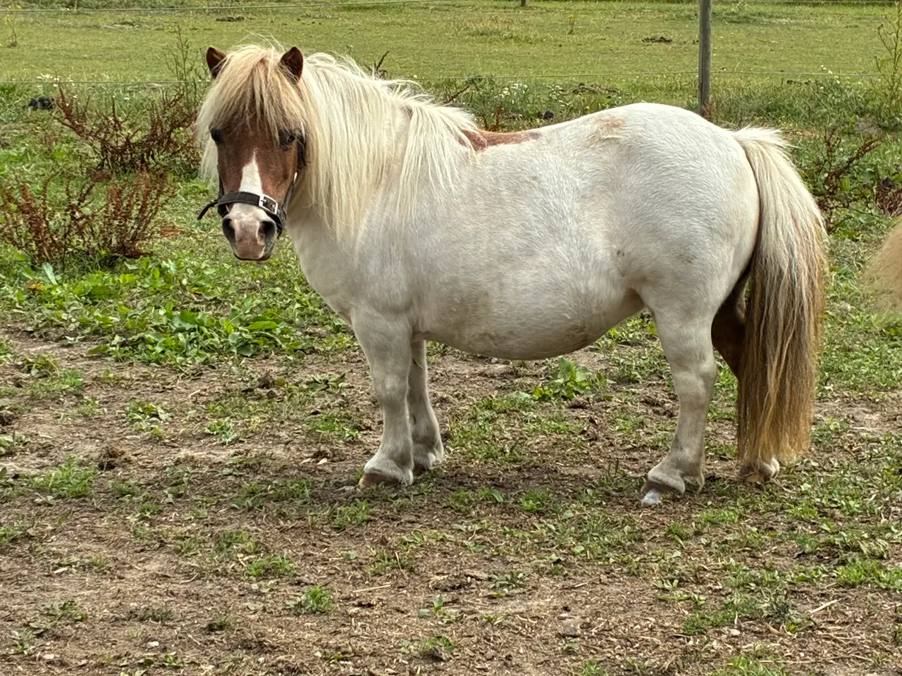 Billede 2 - Ponyer søger nyt hjem