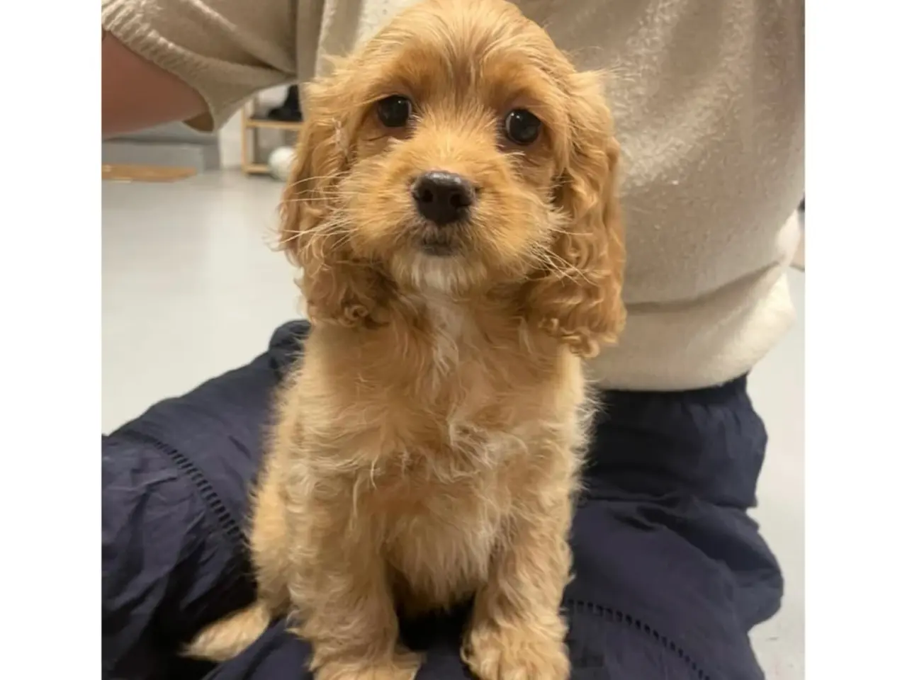 Billede 1 - Skønne cockapoo hvalpe