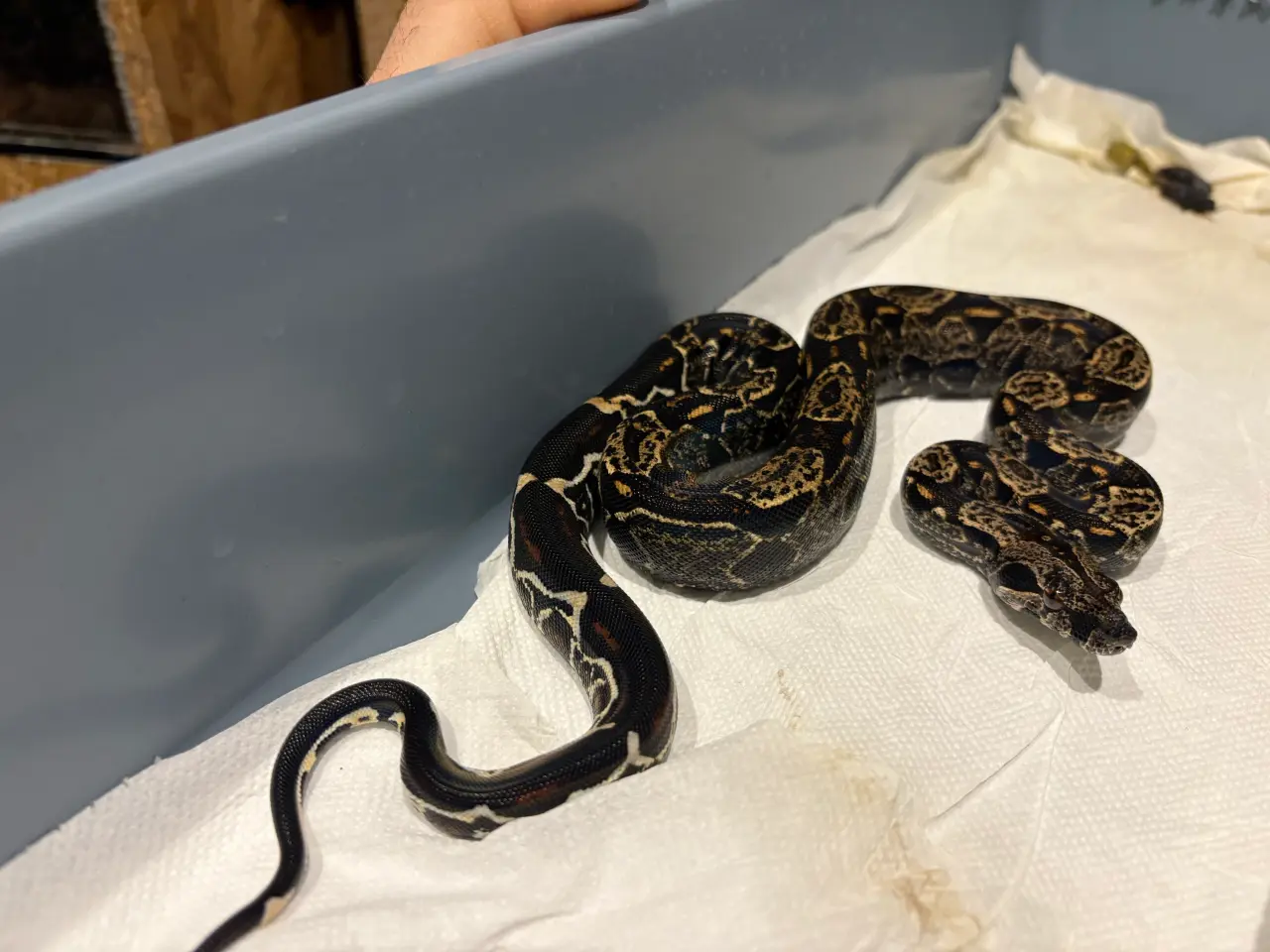 Billede 9 - Boa constrictor Keltic IMG poss Leopard Kahl A