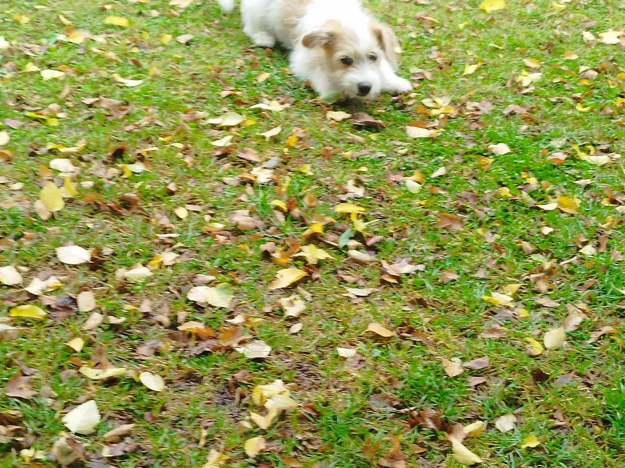Billede 5 - Malteser/Coton de Tulear