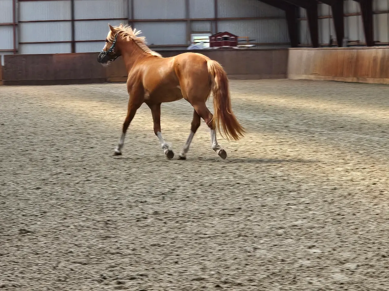 Billede 5 - Dansk sports pony blanding 