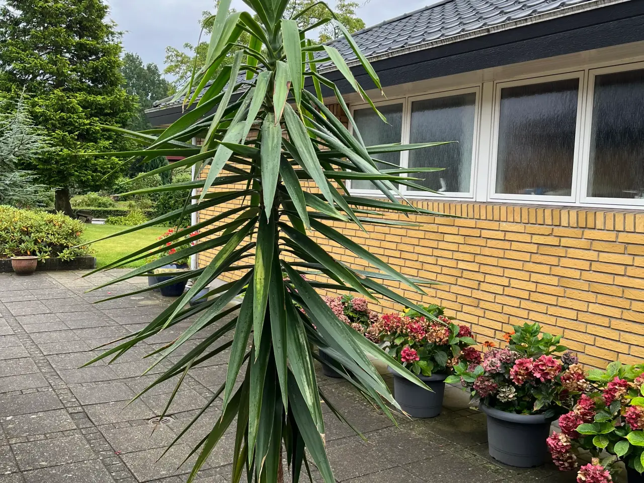 Billede 2 - Yucca palme