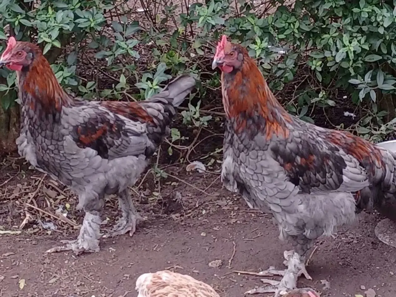 Billede 2 - 3 Flotte fyre søger ny hønsegårde🐓🌞🐓🌞