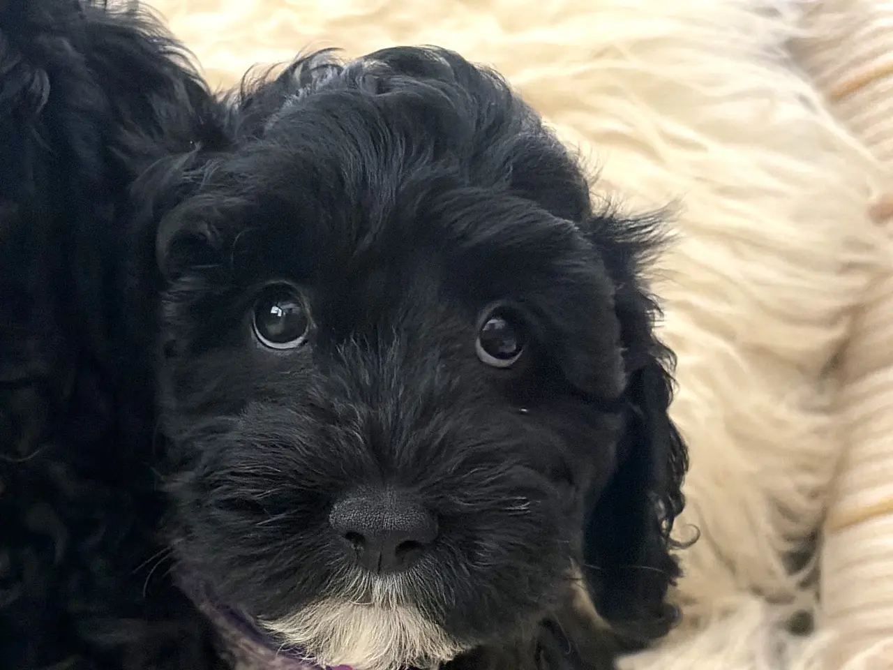 Billede 9 - De smukkeste små fine Cavapoo drenge
