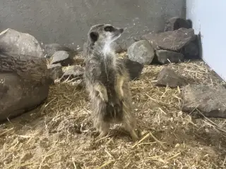 Surikat