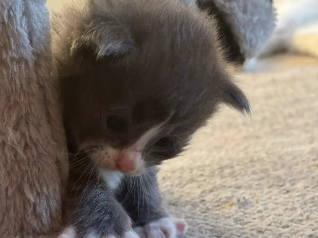 Billede 7 - 💙Sød Maine Coon/Ragdoll hankilling💙