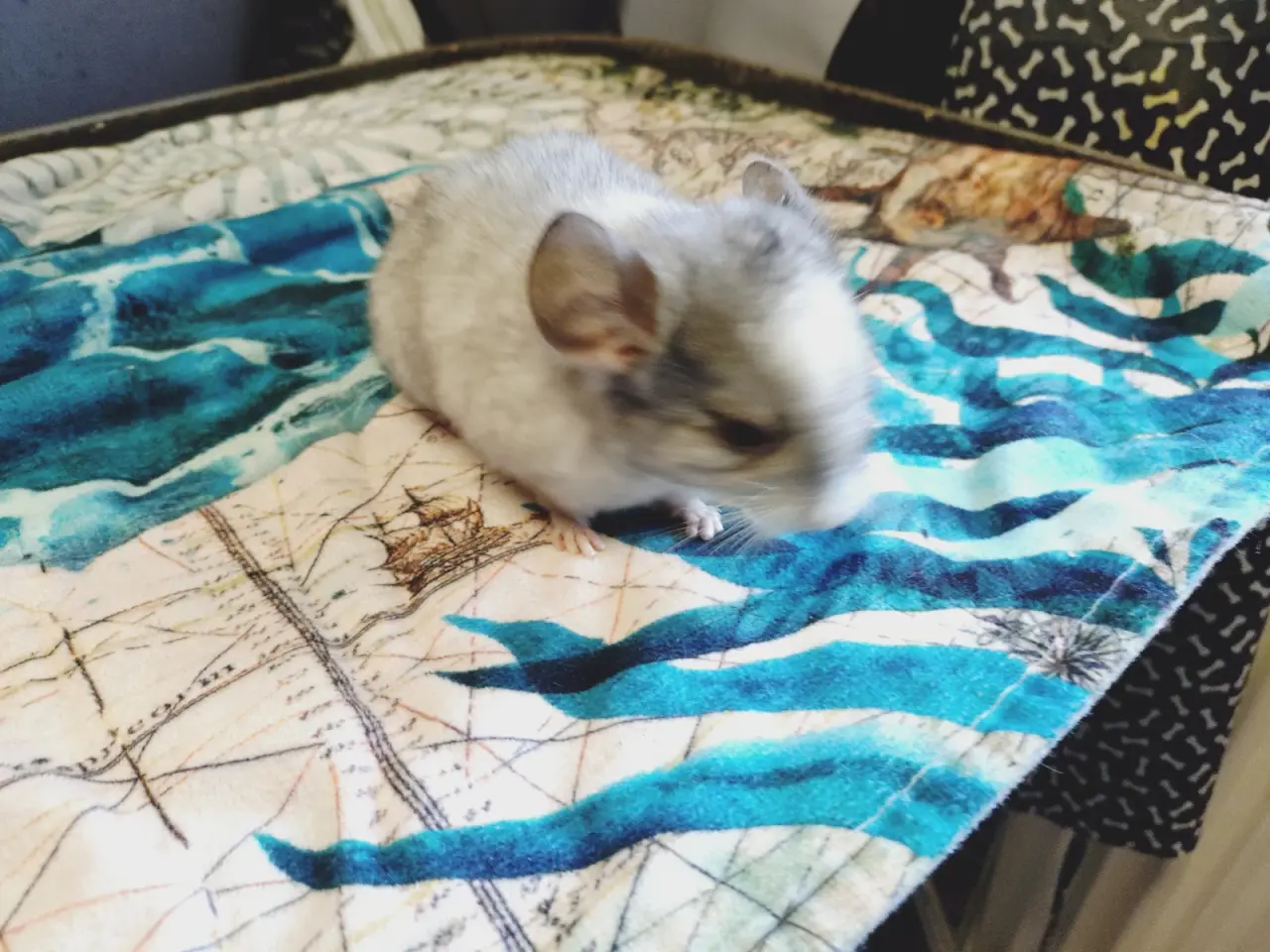 Billede 3 - Chinchilla unger