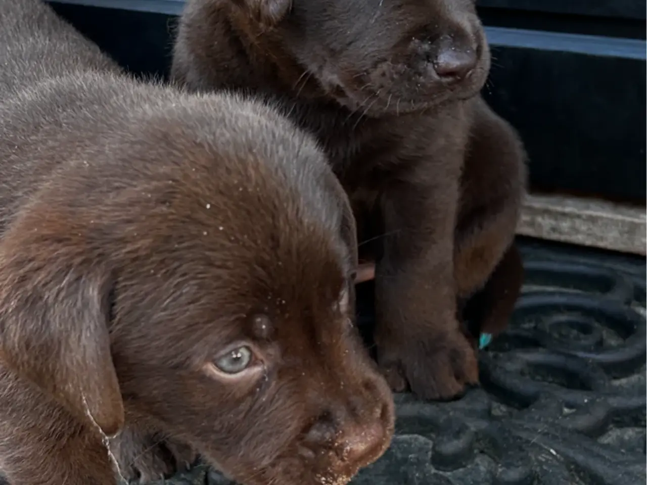 Billede 5 - Brune han labrador hvalpe