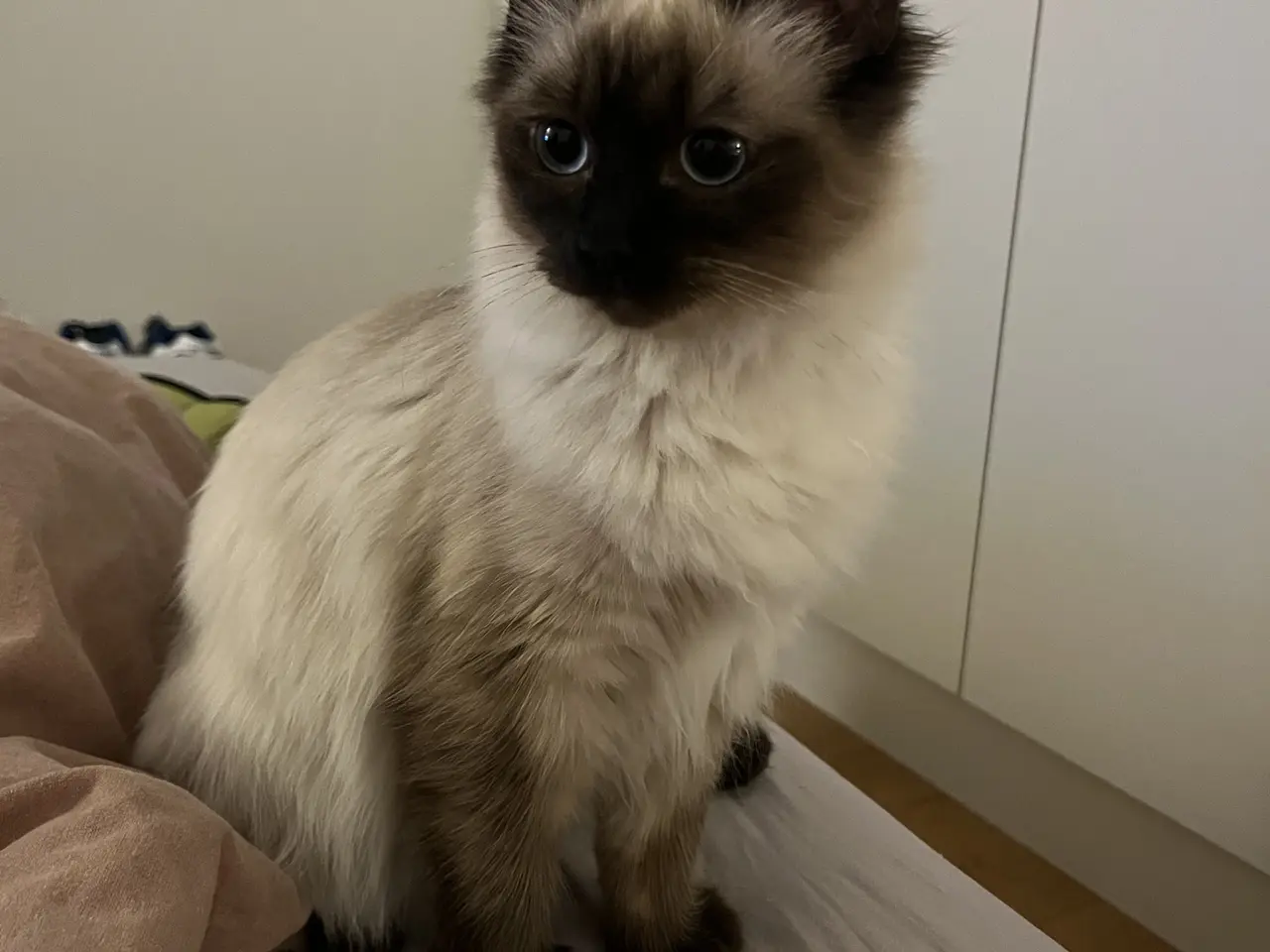 Billede 3 - Social Ragdoll, med azurblå øjne, søger nyt hjem.