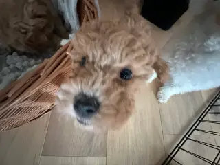Bichon Frise / Pood (Bomuldshund) hvalpe - 8uger