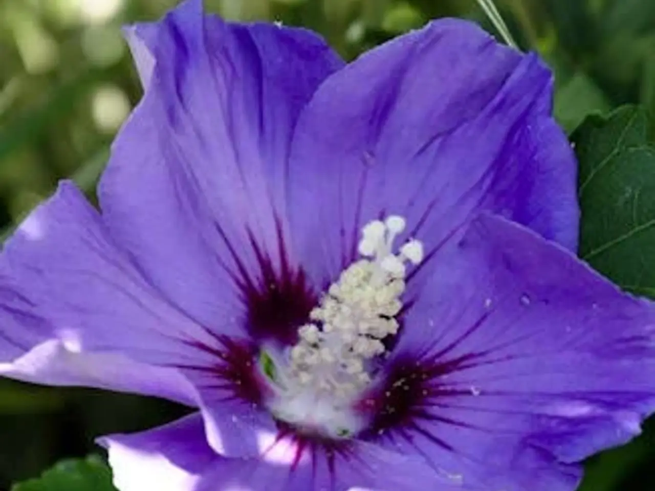 Billede 1 - Syrisk Rose (Havehibiscus)