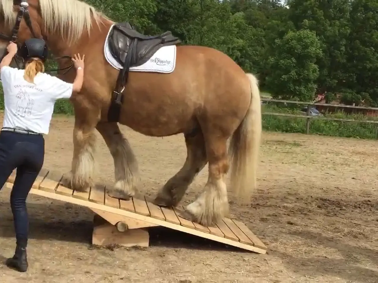 Billede 1 - Agility vippe til heste