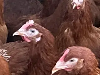 Røde amerikanere 19 uge