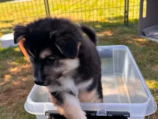 Skønne Islandske fårehunde hvalpe - 3