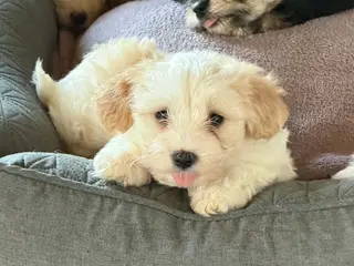 Bichon Havanese