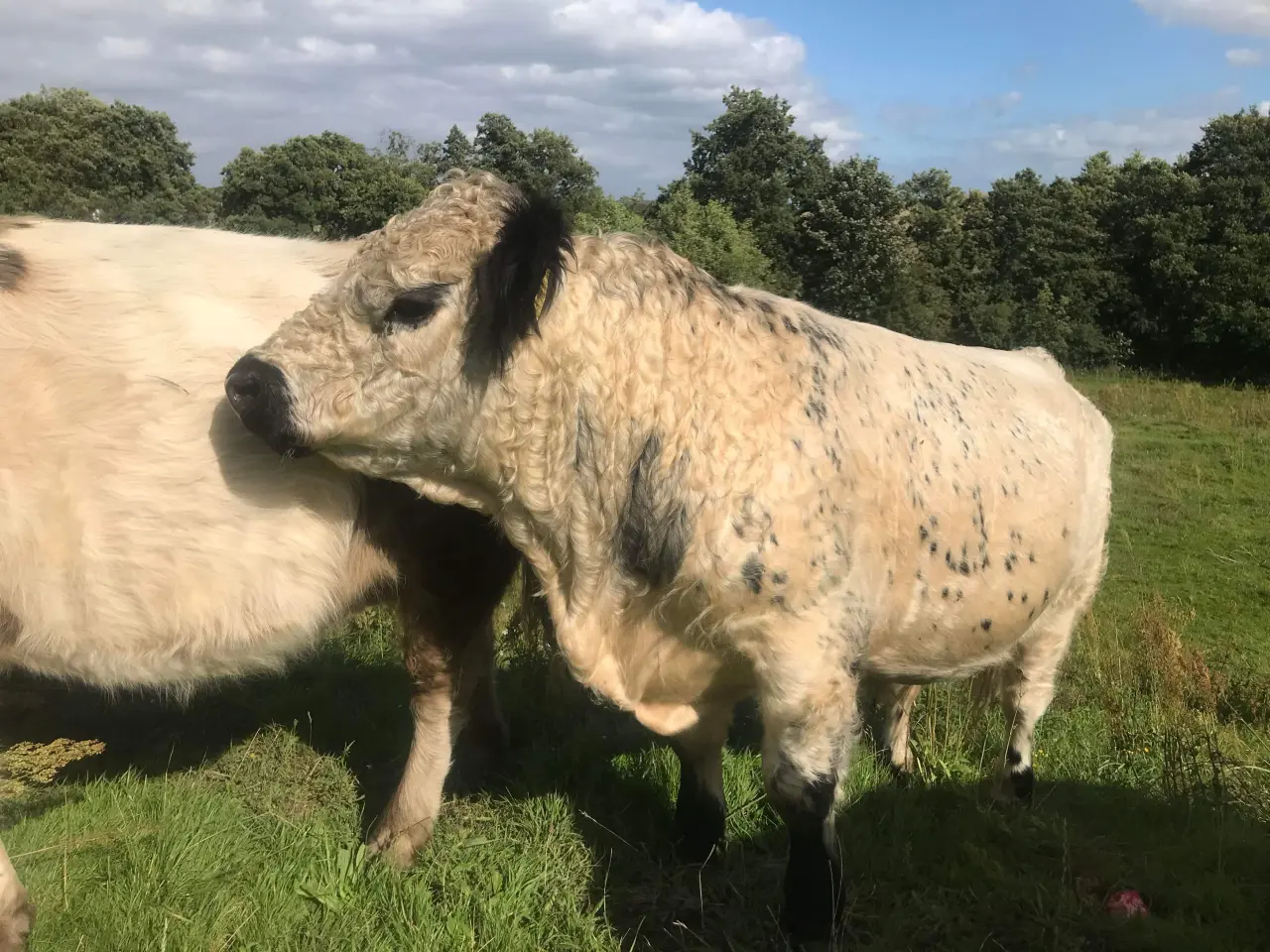Billede 4 - Udlejes Rigtig fin hvid Galloway tyr