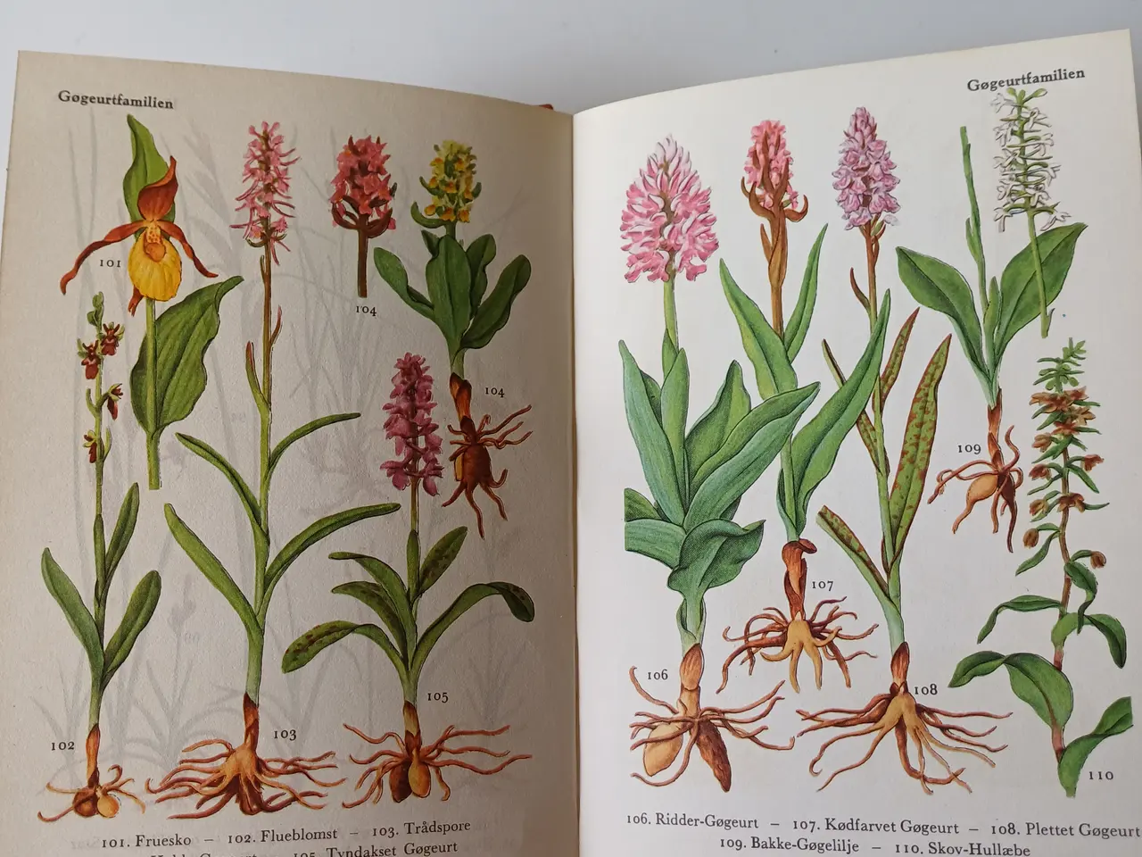 Billede 3 - Flora i farver – Politiken 1954 – illustreret plan