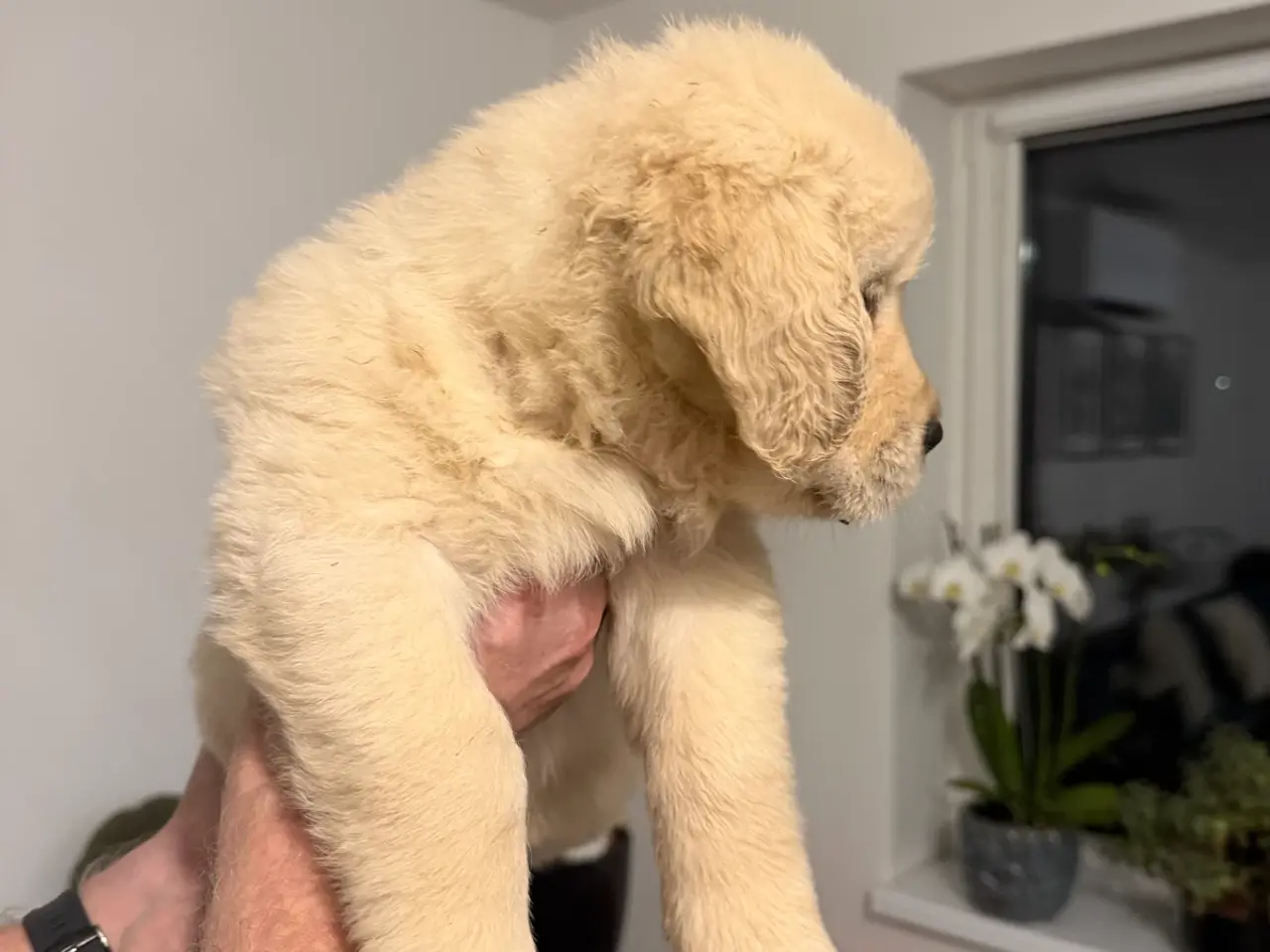 Billede 3 - Kun 3 skønne Golden Retriever hvalpe tilbage