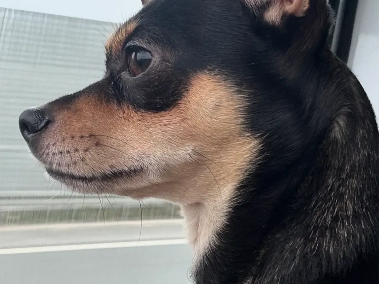 Billede 6 - Hanhund