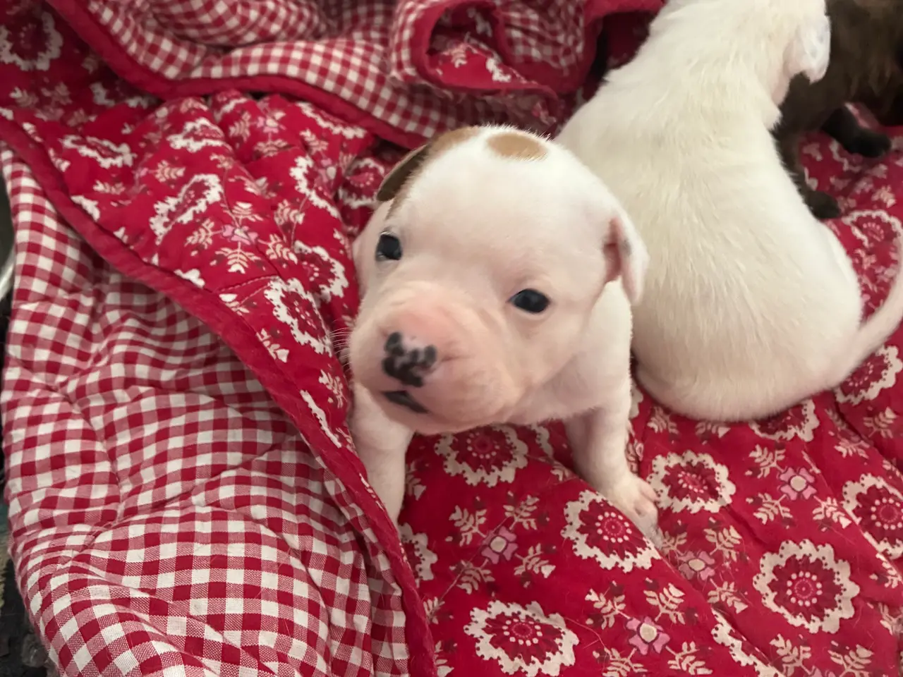 Billede 6 - Engelsk staffoird terrier hvalpe