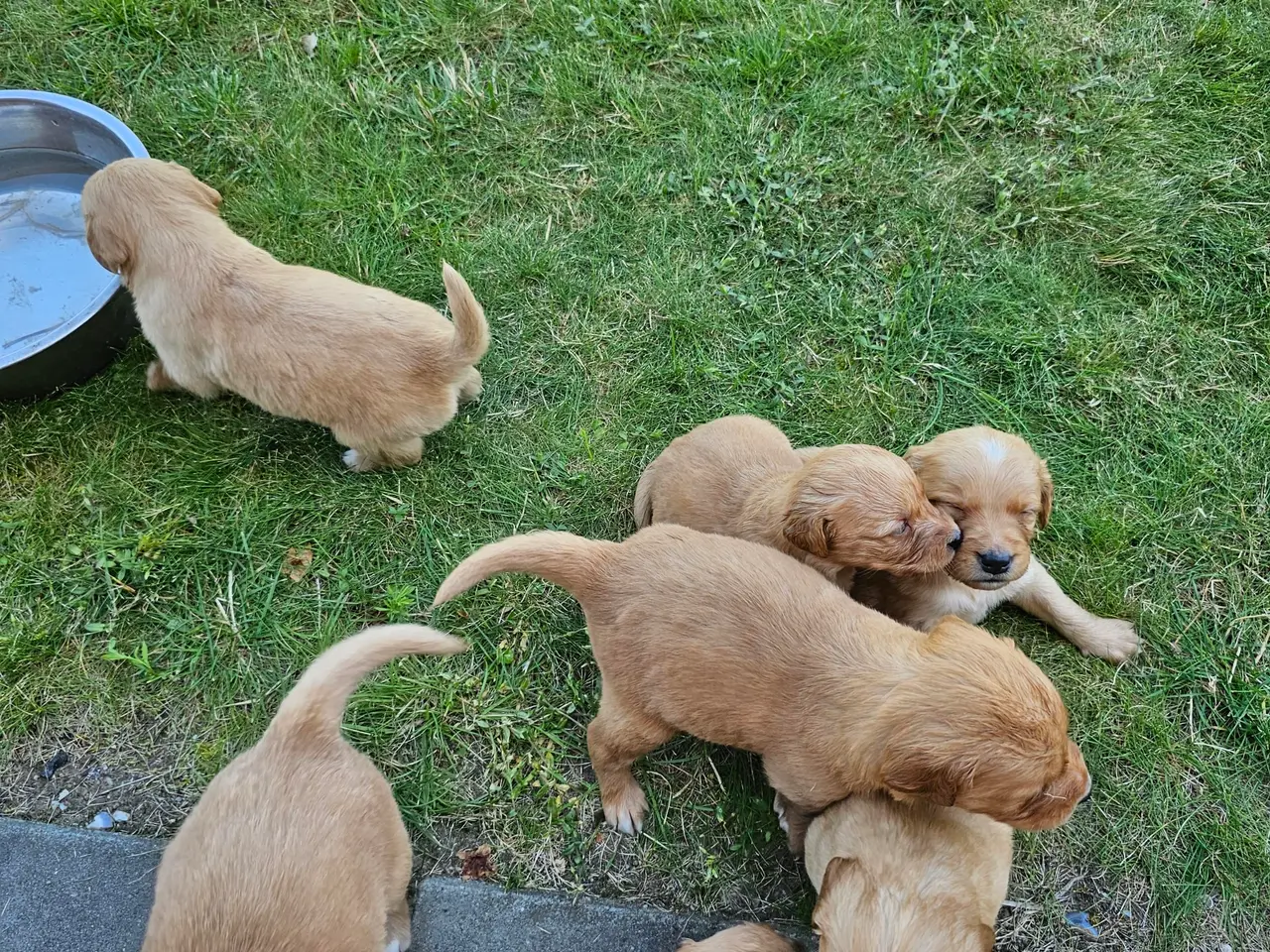 Billede 6 - Mørke Golden Retriever hvalpe