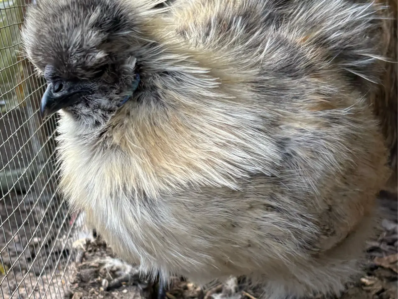 Billede 1 - Young purebred silkie roosters (small-medium size)