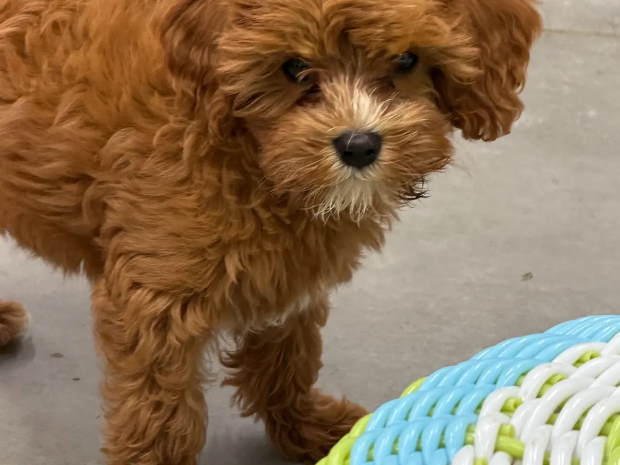 Billede 1 - 🐶☀️ Skønne Cavapoo-hvalpe søger deres kommende fa