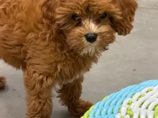 🐶☀️ Skønne Cavapoo-hvalpe søger deres kommende fa