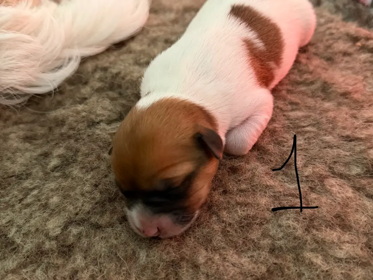 Billede 4 - 7 fine Jack russel hvalpe 🐶