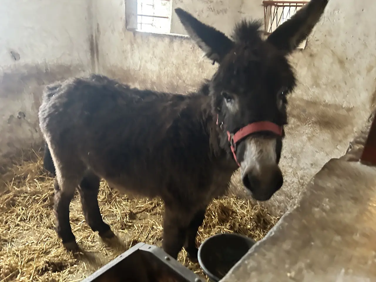 Billede 4 - Æsel hingst fra sep 24