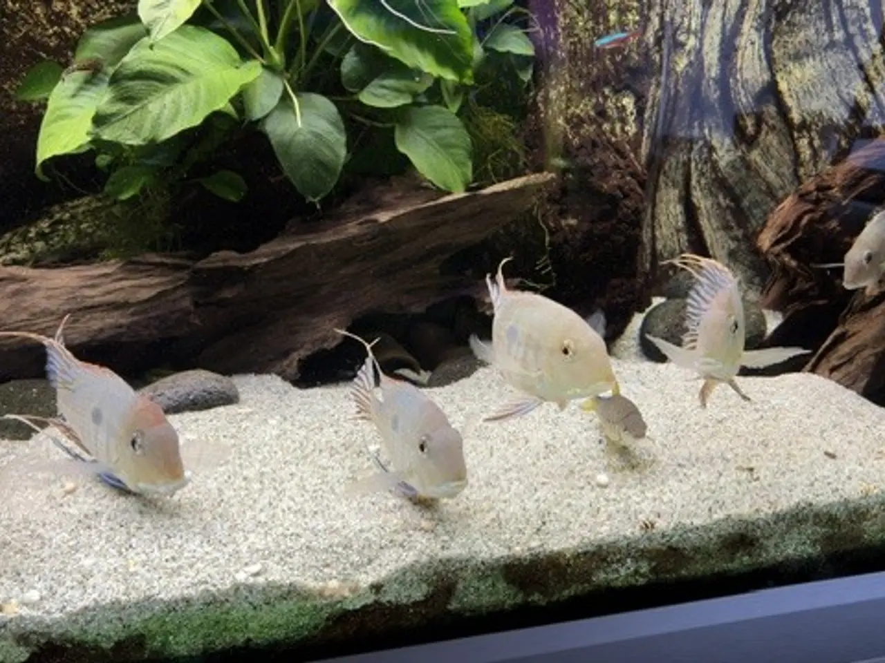 Billede 3 - Geophagus sp. Tapajos “Red Head”