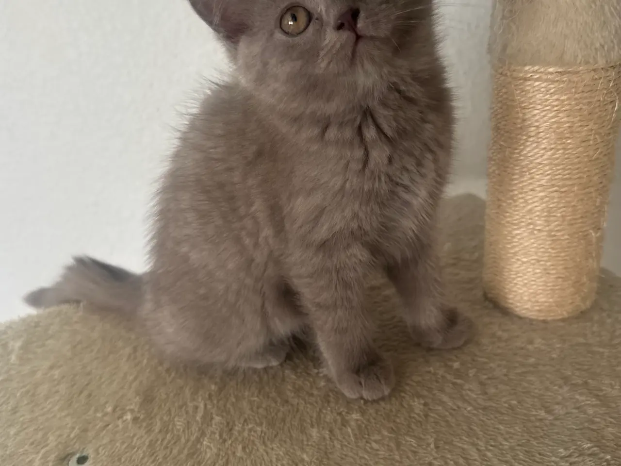 Billede 5 - British shorthair pige (Lilac)