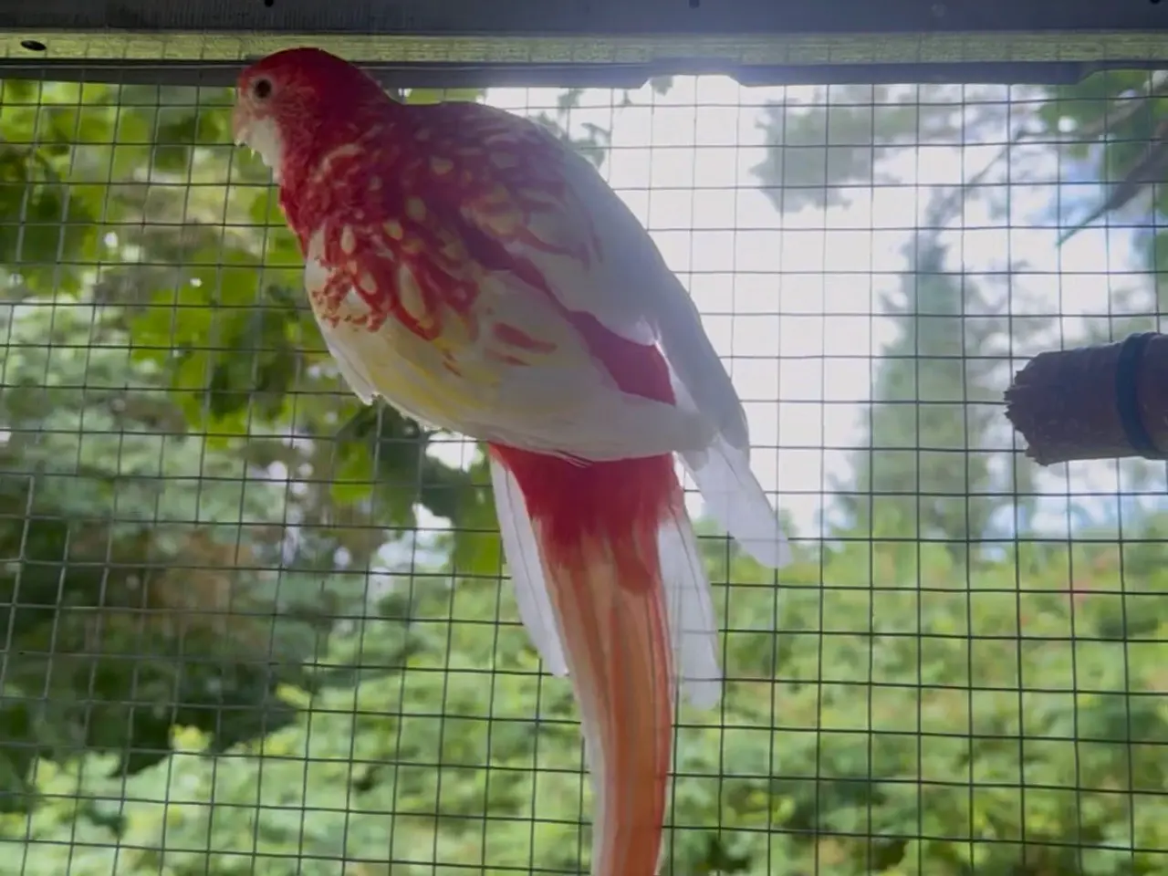 Billede 2 - Rosella Parakit (Crimson Rosella)