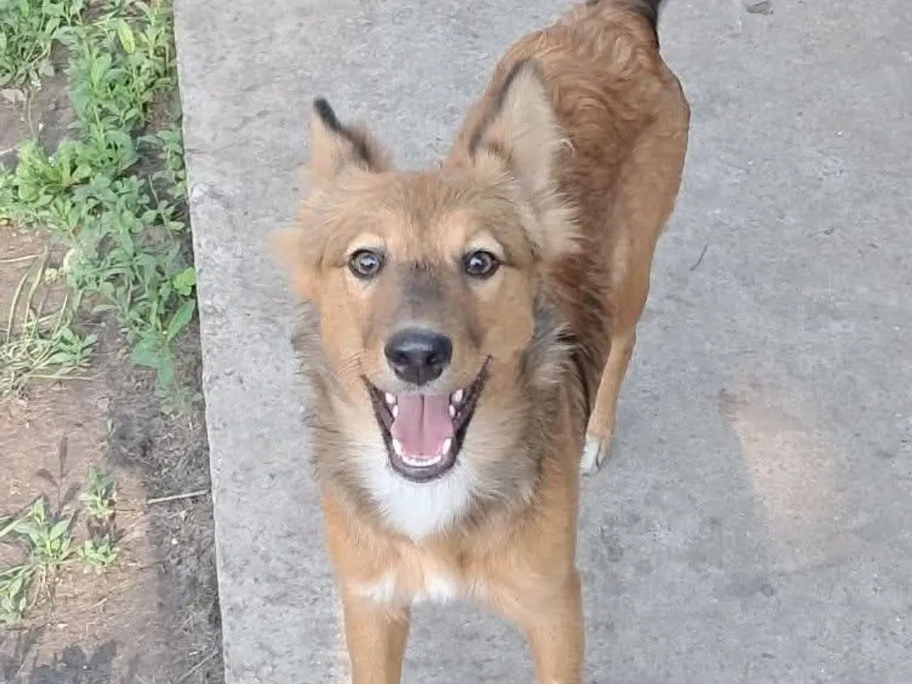 Billede 2 - Ukrainsk hund søger hjem