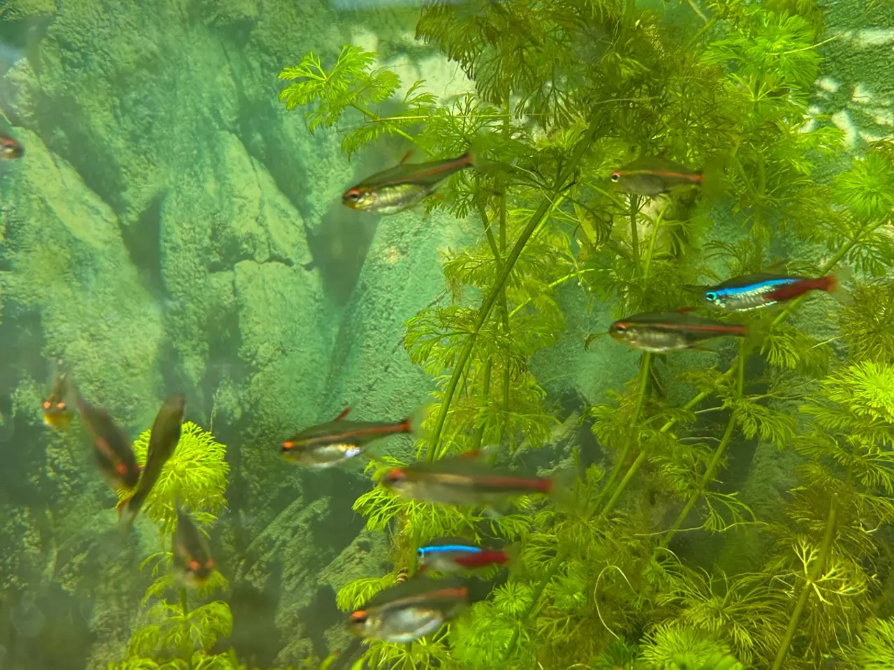 Billede 7 - 🐠 Glødelys Tetra – flotte, sunde stimefisk ✨