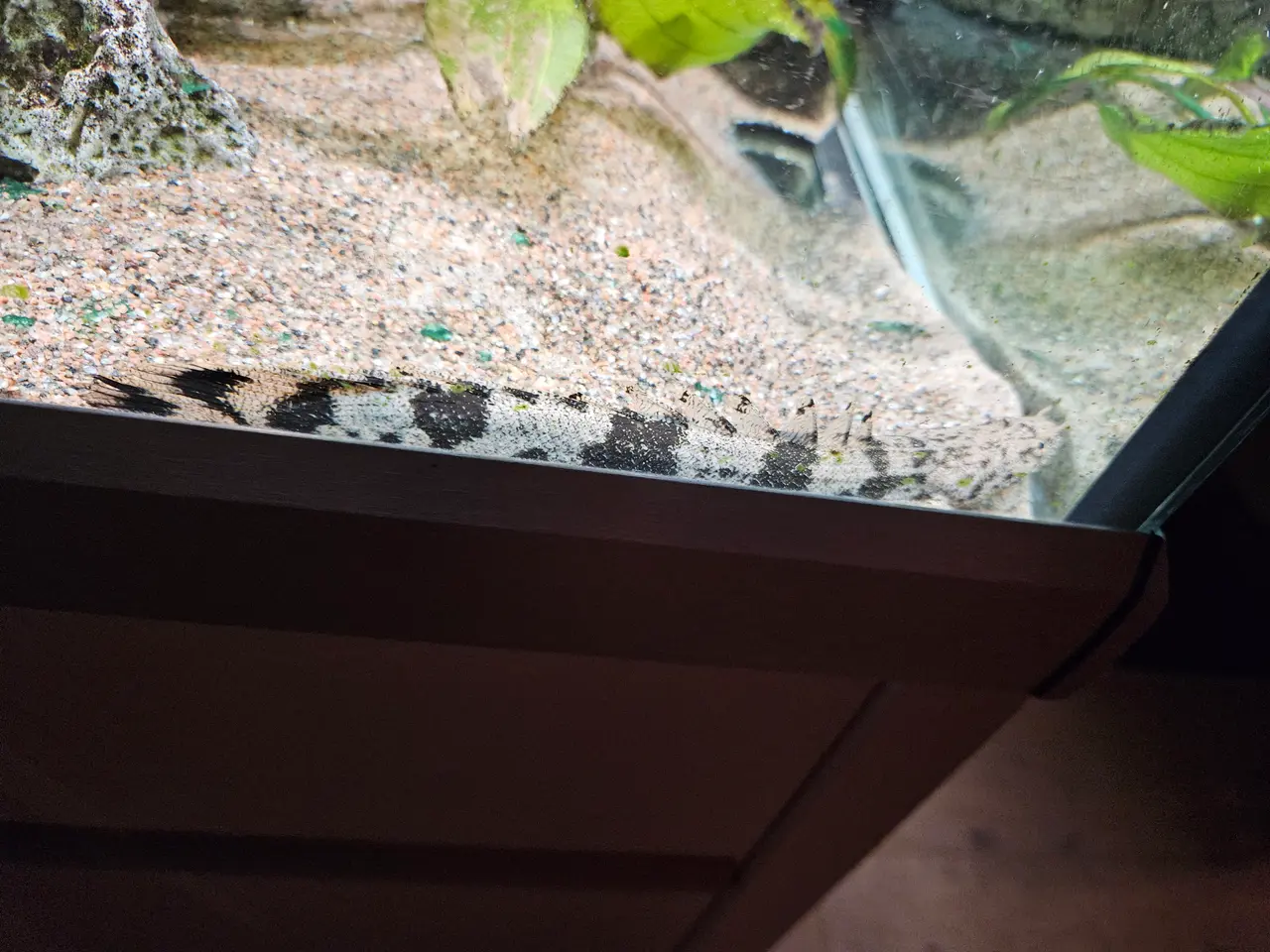 Billede 4 - Polypterus endlicherii