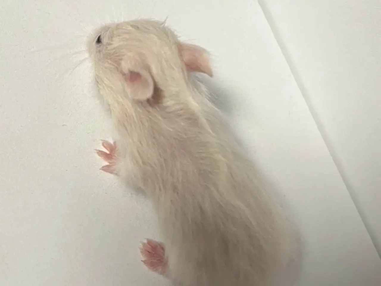 Billede 8 - Guldhamster unger