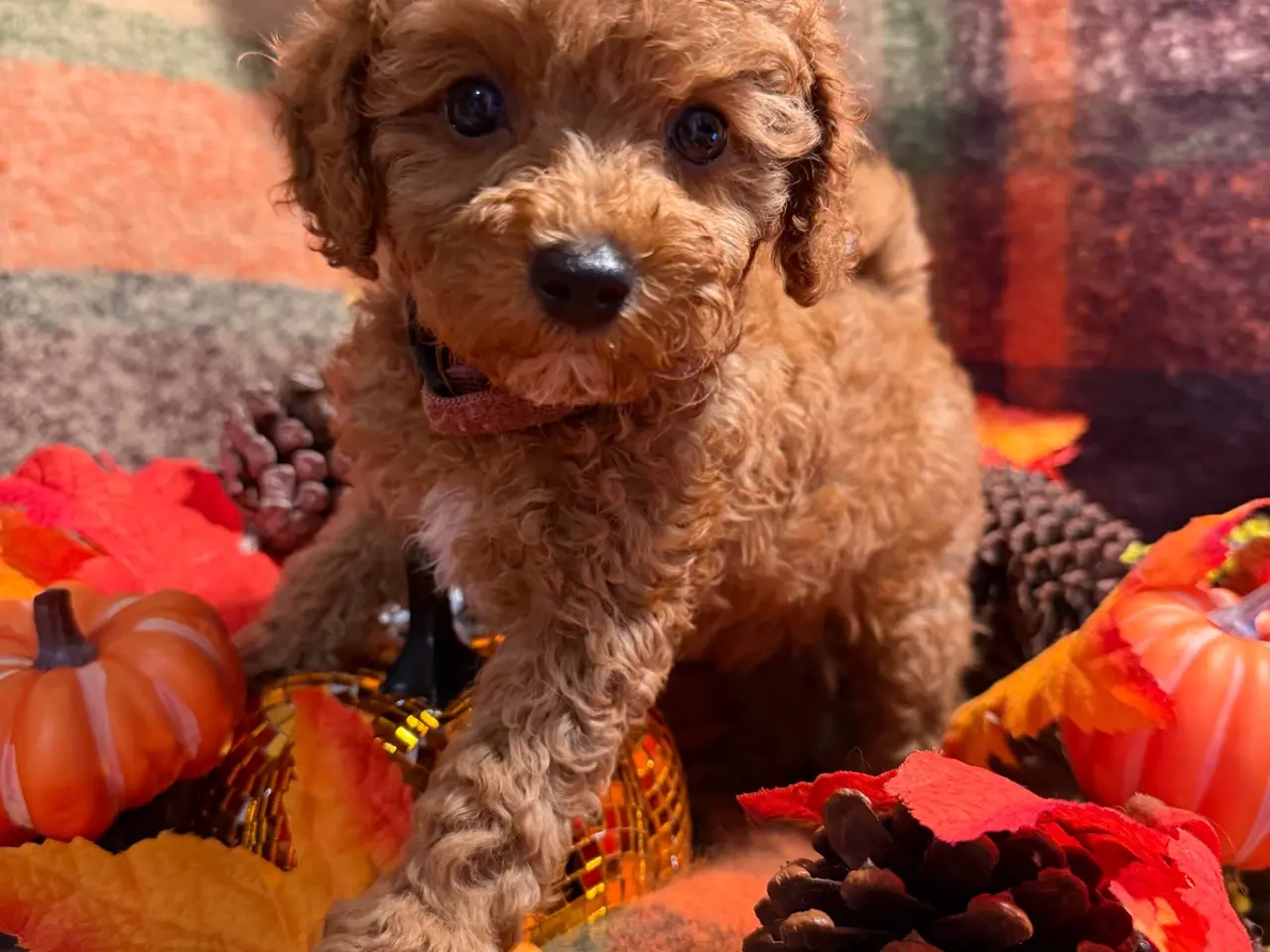 Billede 2 - Skønne mini Maltipoo hvalpe
