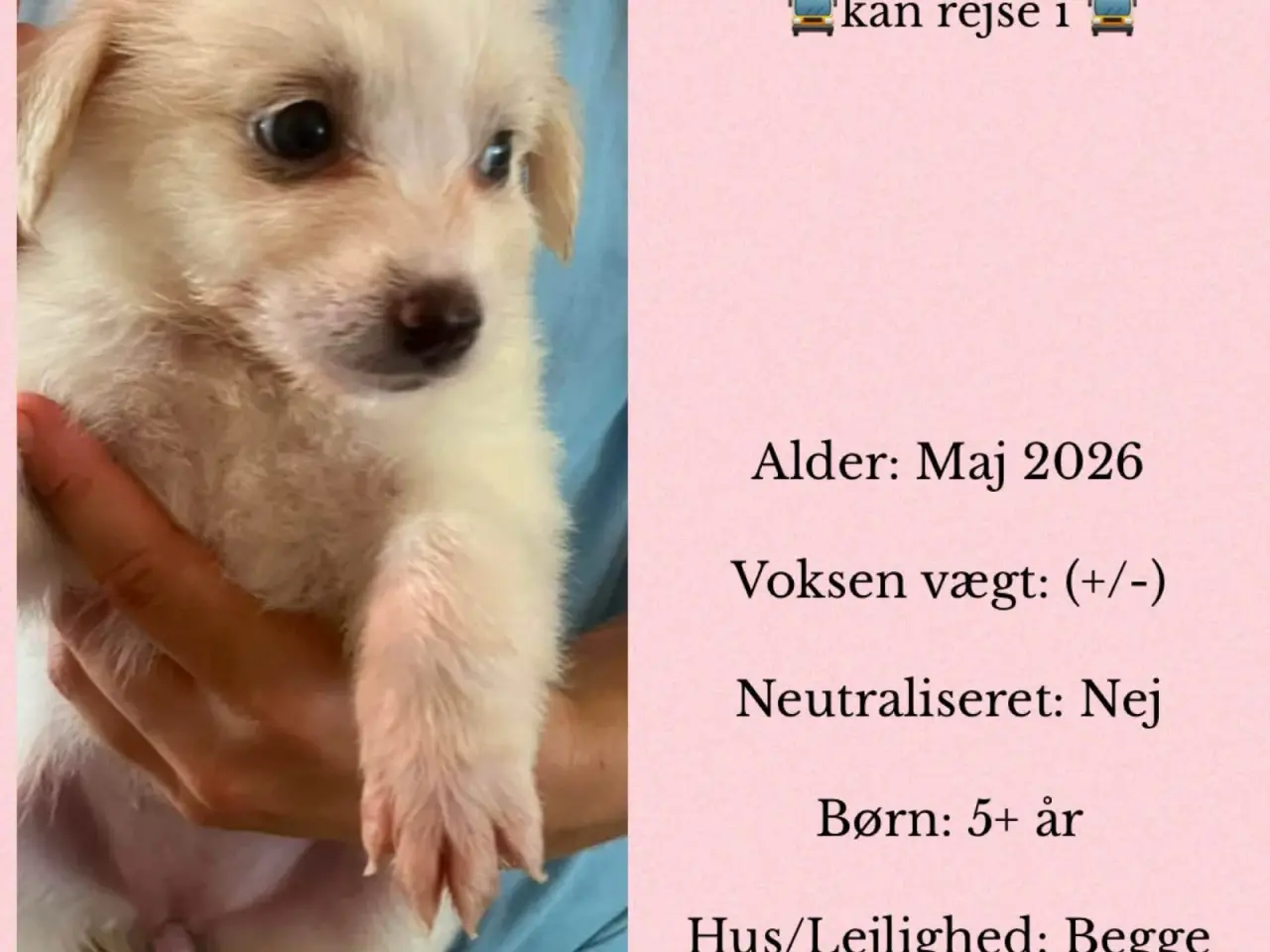 Billede 2 - Melisse søger sit 4 ever hjem
