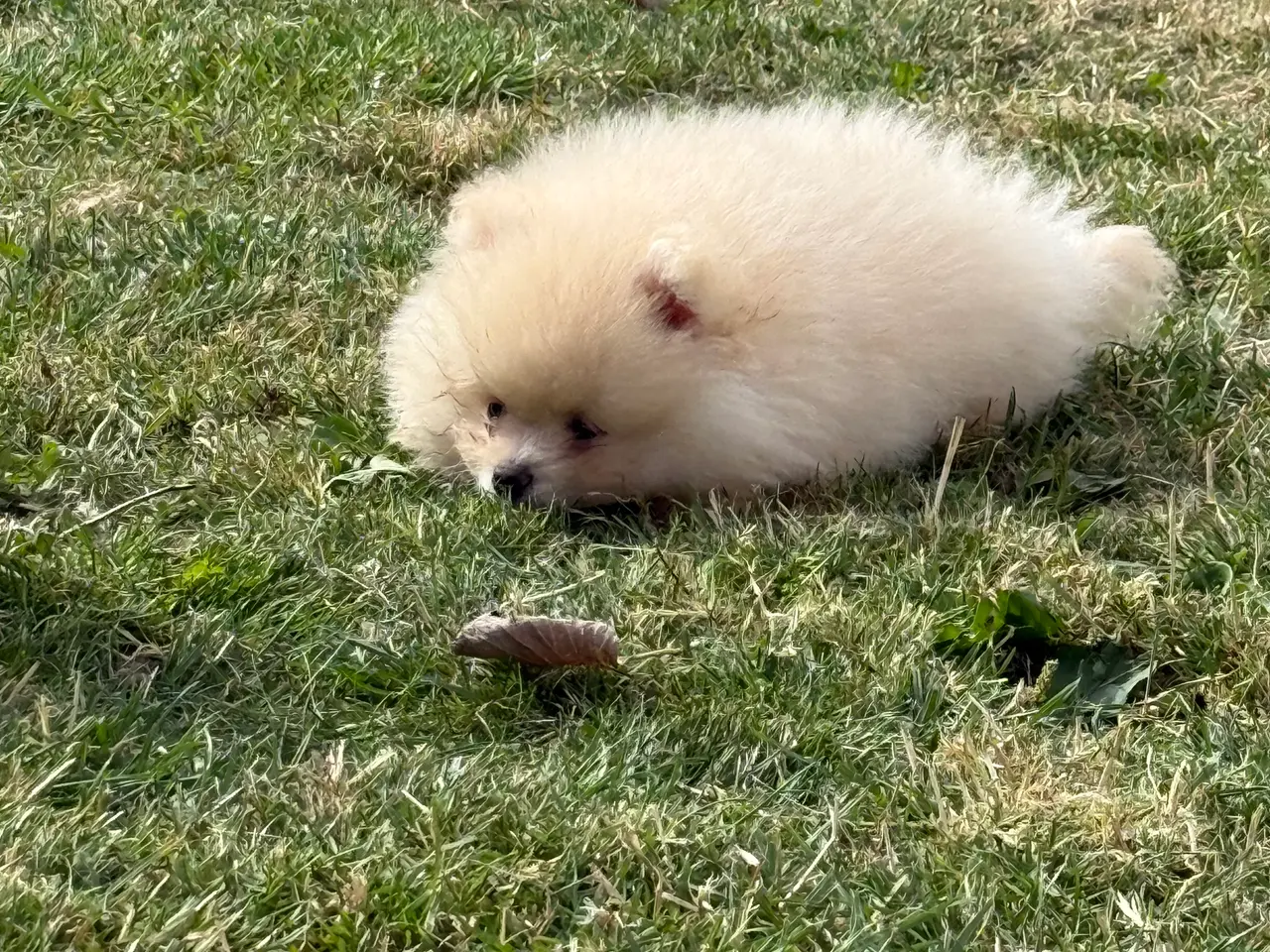 Billede 3 - Pomeranian fluffy