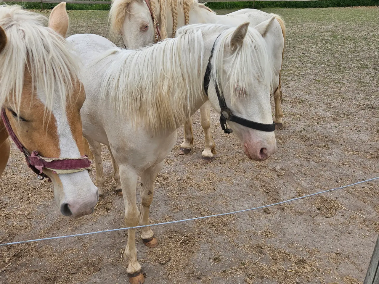 Billede 1 - Cremello hingst 2 år