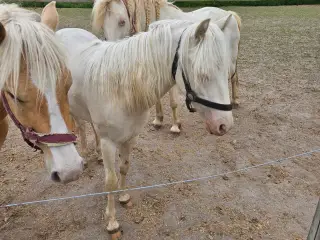 Cremello hingst 2 år