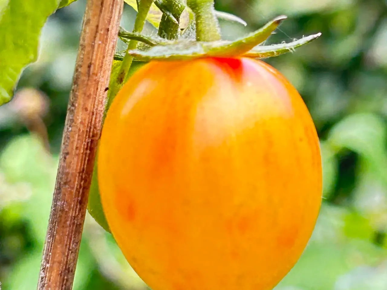 Billede 24 - Sunde frø af STORE tomater 🍅
