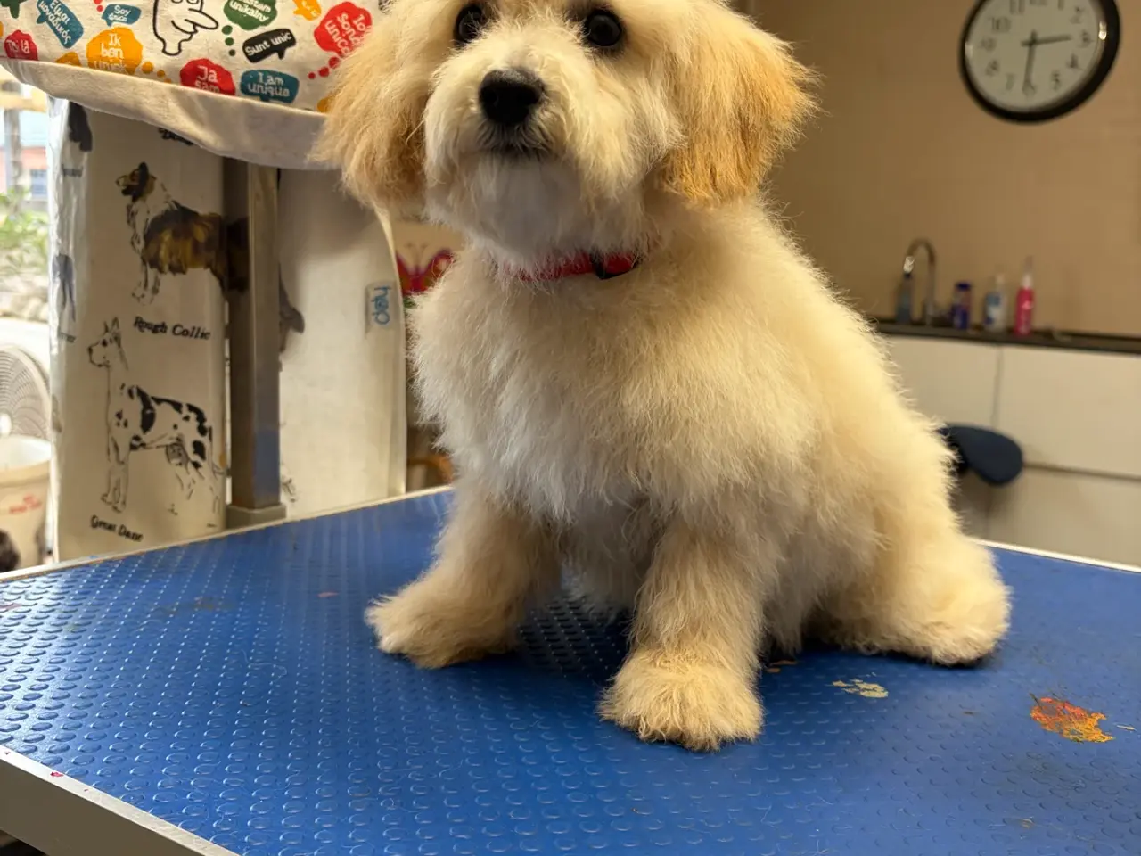 Billede 13 -  Maltipoo pige søde selma