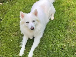 Dansk spids tilbydes til avl