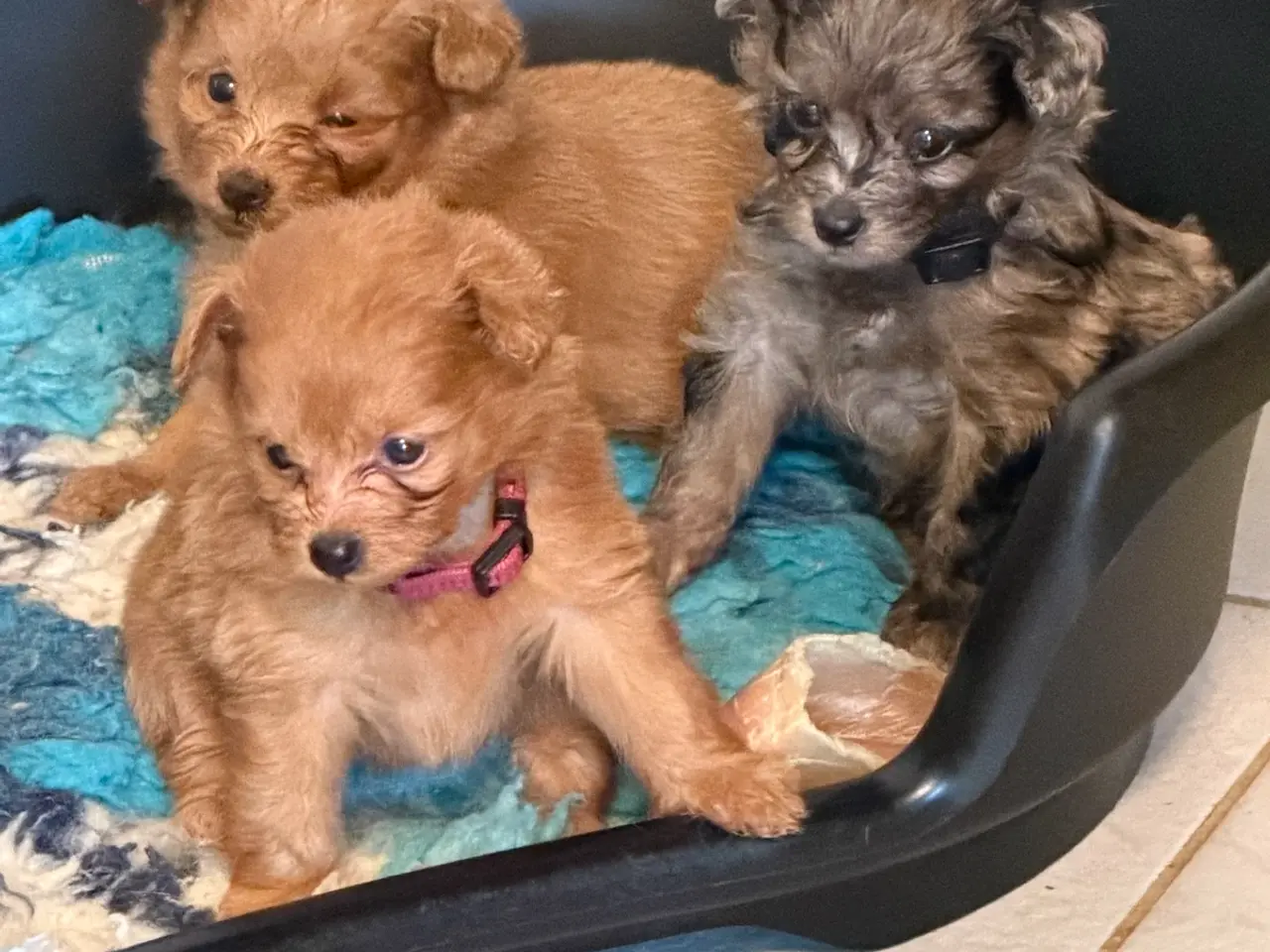 Billede 2 - Små skønne Pomapoo hvalpe ❤️🐾