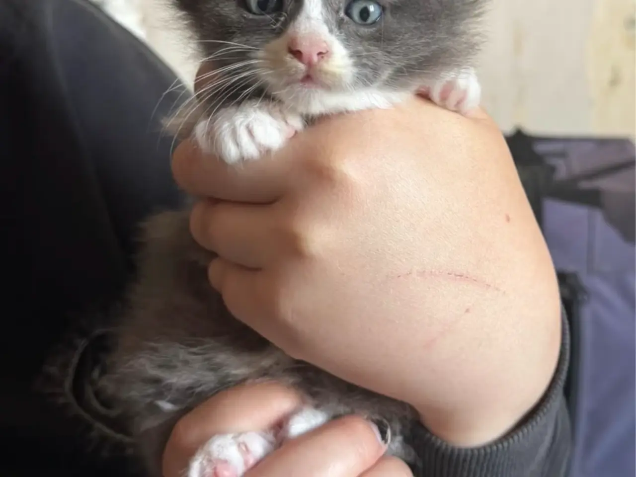 Billede 17 - 💙🖤Maine Coon/Ragdoll hankillinger 🖤💙