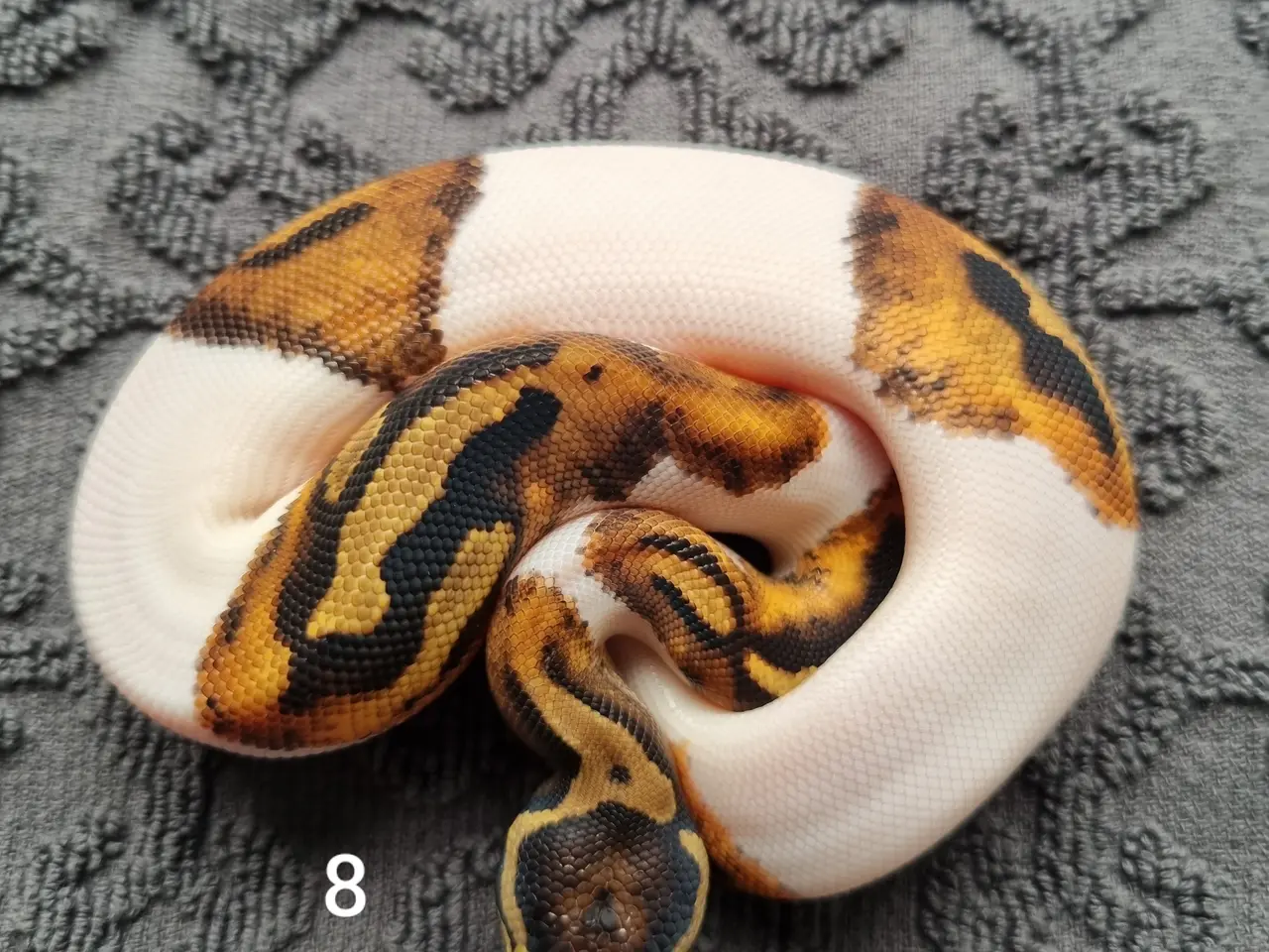 Billede 8 - Pied kongepythons 2026