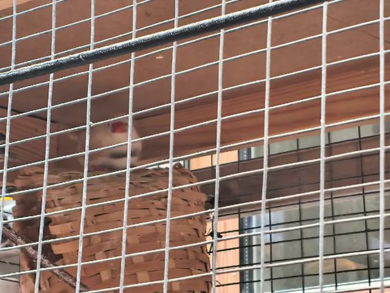 Billede 4 - Zebrafinke og bur