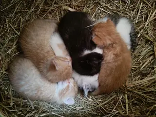 5 hanner of 4 hunner killinger
